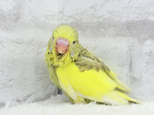 ジャンボセキセイインコ