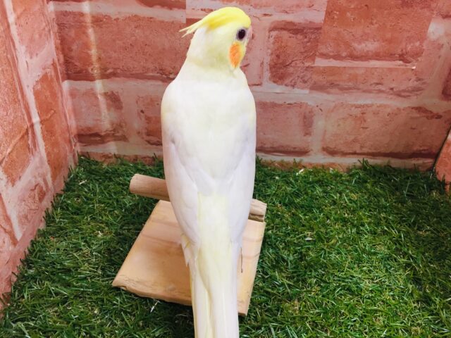 ②💛💛オカメインコ(ルチノー)💛💛 オカメインコ