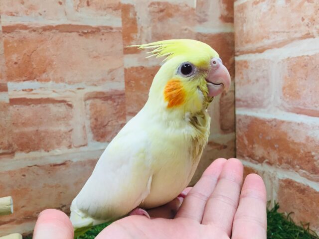 ②💛💛オカメインコ(ルチノー)💛💛 オカメインコ