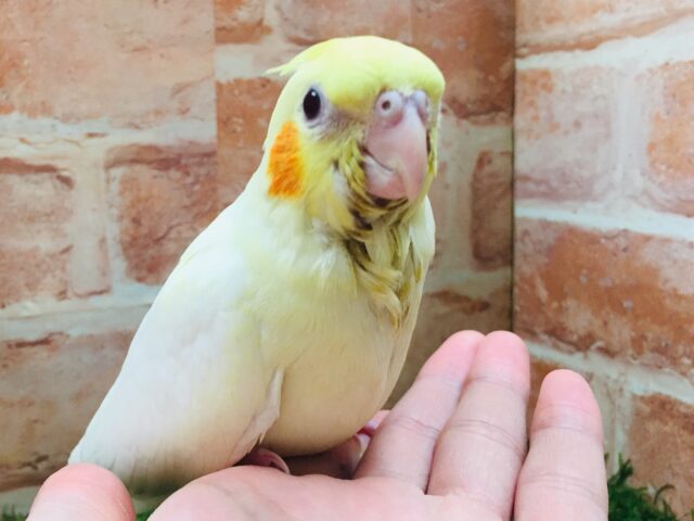 ②💛💛オカメインコ(ルチノー)💛💛 オカメインコ