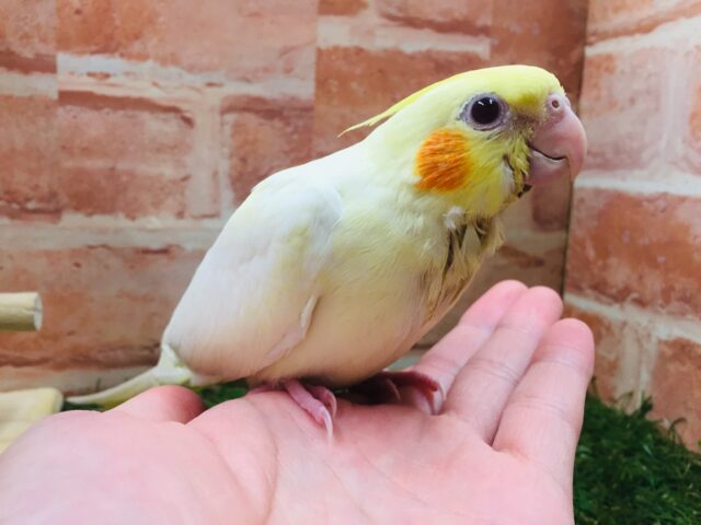 ②💛💛オカメインコ(ルチノー)💛💛 オカメインコ