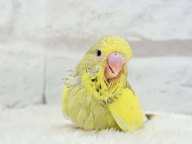 ジャンボセキセイインコ