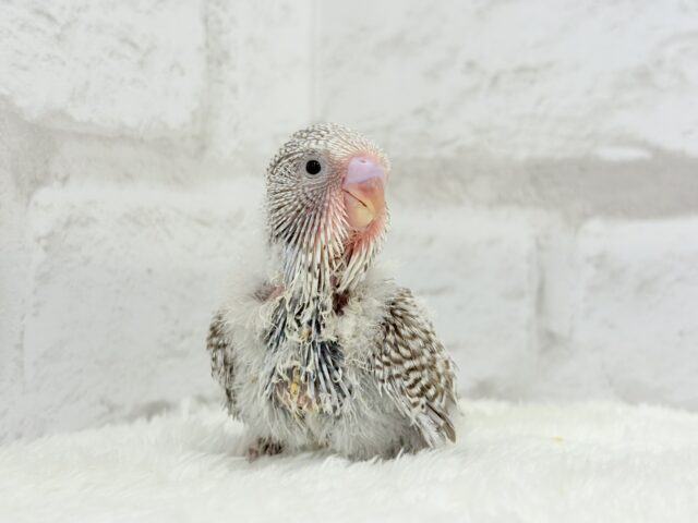 ジャンボセキセイインコ