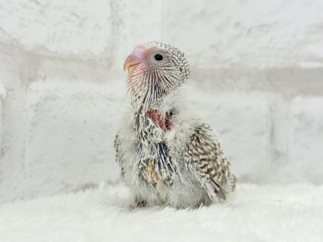 ジャンボセキセイインコ