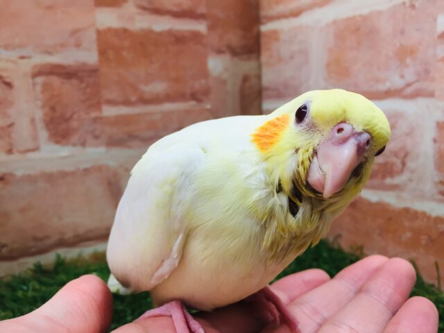 ②💛💛オカメインコ(ルチノー)💛💛 オカメインコ