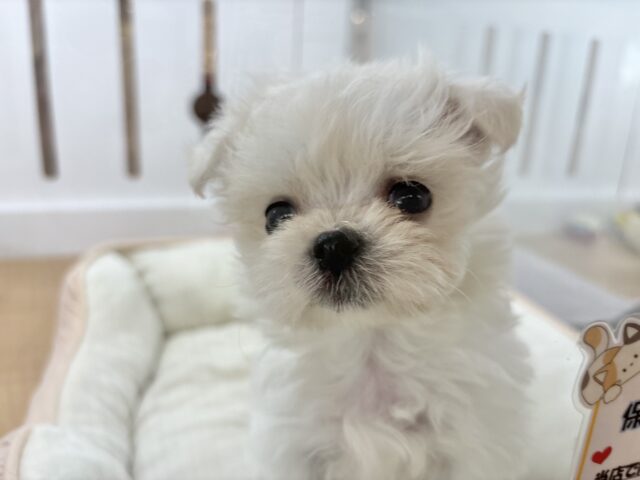 チワマル（マルチワ）