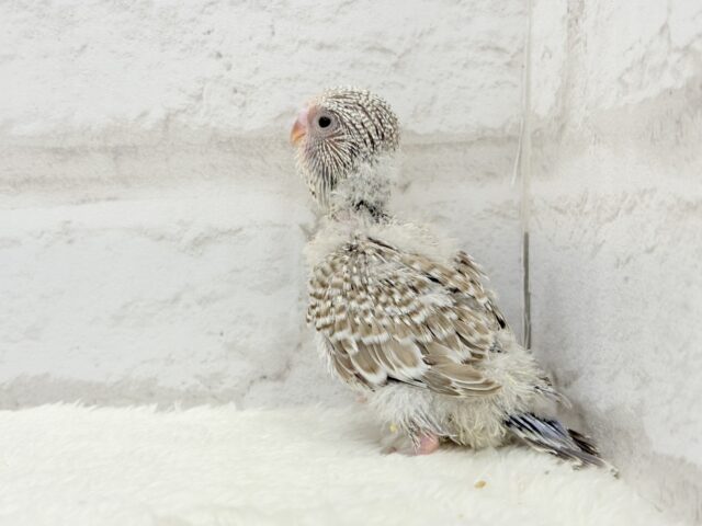 ジャンボセキセイインコ