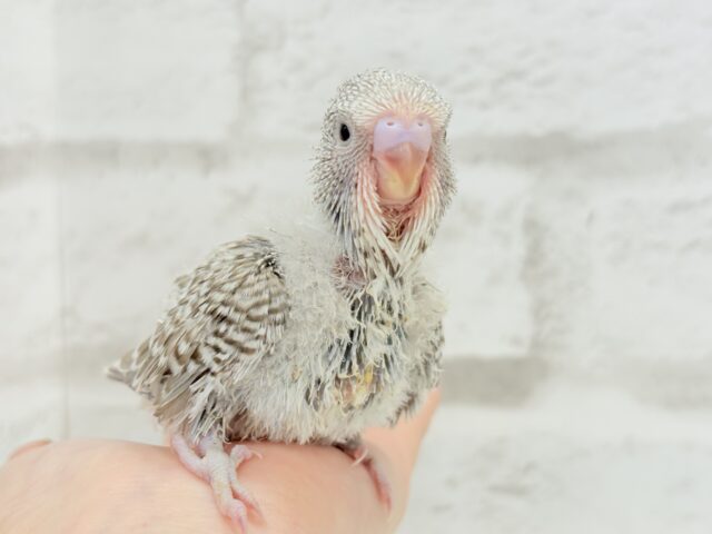 ジャンボセキセイインコ