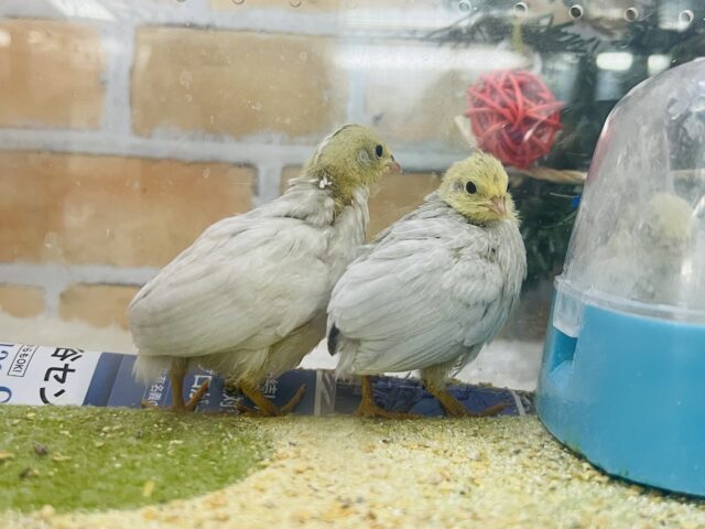 ピヨピヨ🐣ひめうずらの雛だよ♡ ヒメウズラ