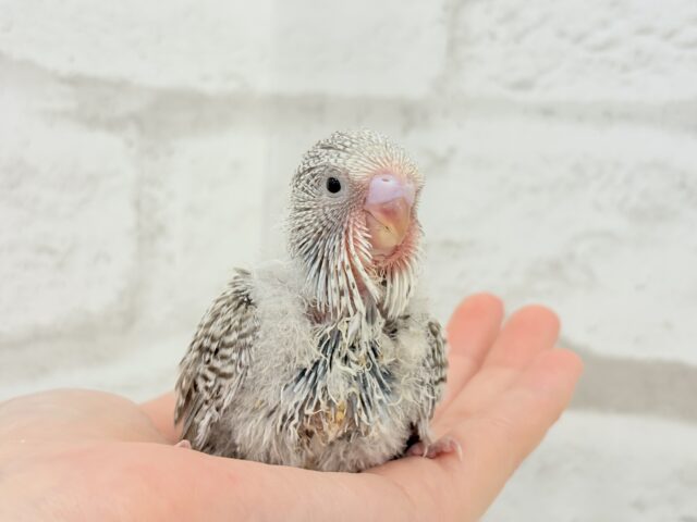 ジャンボセキセイインコ