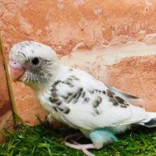 クッキークリームカラー⁉⁉⁉　セキセイインコ（白ハルクイン）