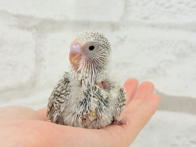 ジャンボセキセイインコ