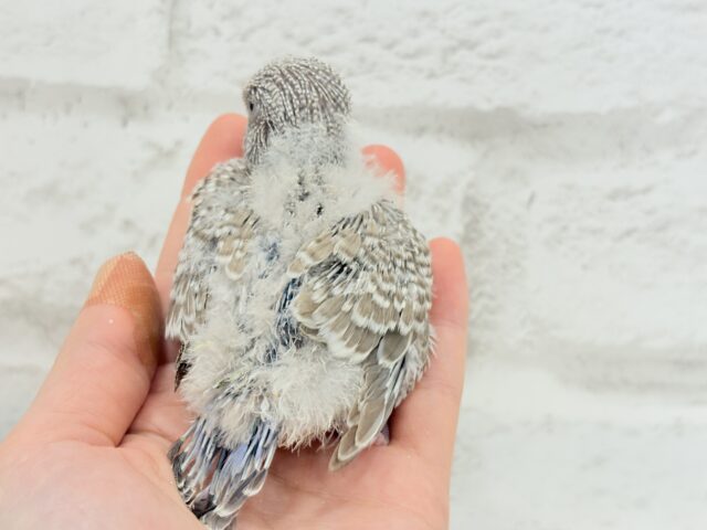 ジャンボセキセイインコ