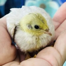 ピヨピヨ🐣ひめうずらの雛だよ♡