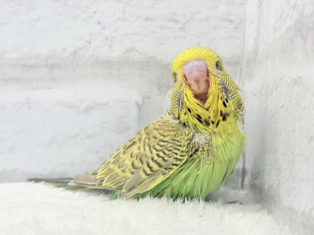 ジャンボセキセイインコ