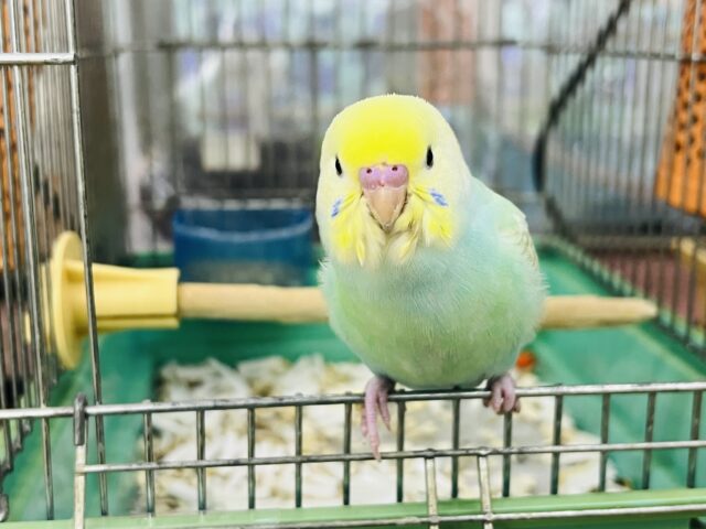 キラほわぁ💕エメラルドグリーンのセキセイインコ✨💚 セキセイインコ