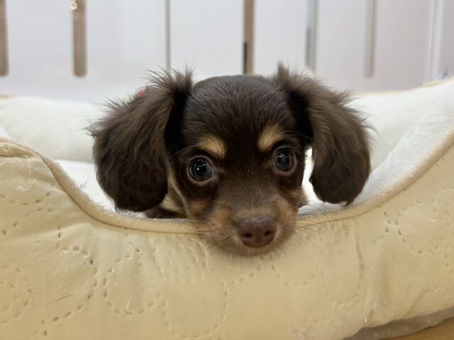 ほふく前進からの手を使って大アピール!?チワックスちゃん! チワックス