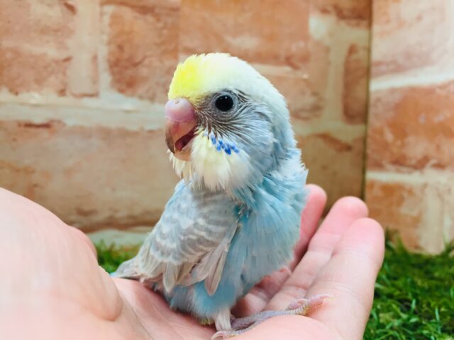 大人気カラー🌈🌈　セキセイインコ（レインボー系）