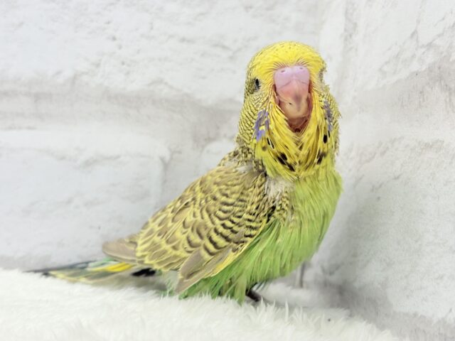 ジャンボセキセイインコ