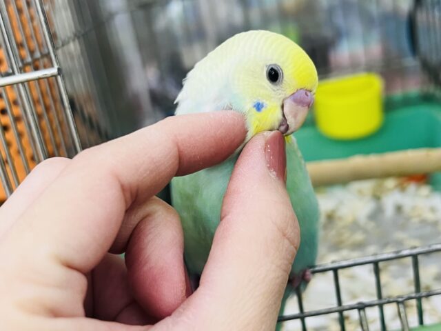 キラほわぁ💕エメラルドグリーンのセキセイインコ✨💚 セキセイインコ