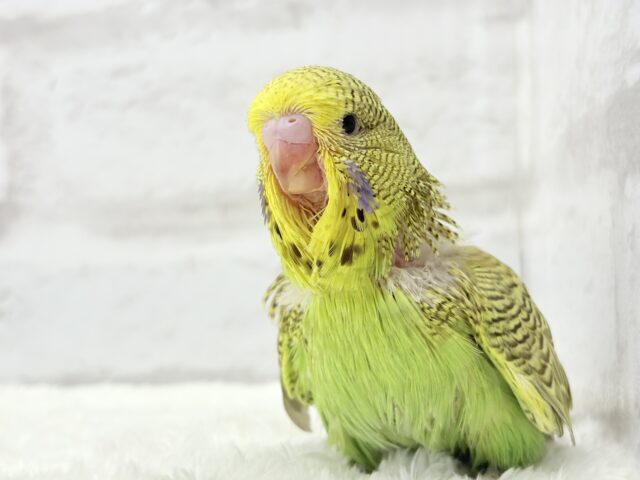 ジャンボセキセイインコ