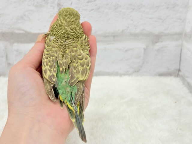 ジャンボセキセイインコ