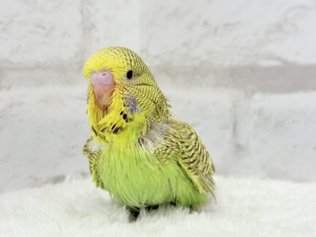 ジャンボセキセイインコ