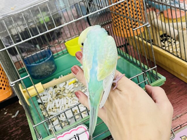キラほわぁ💕エメラルドグリーンのセキセイインコ✨💚 セキセイインコ