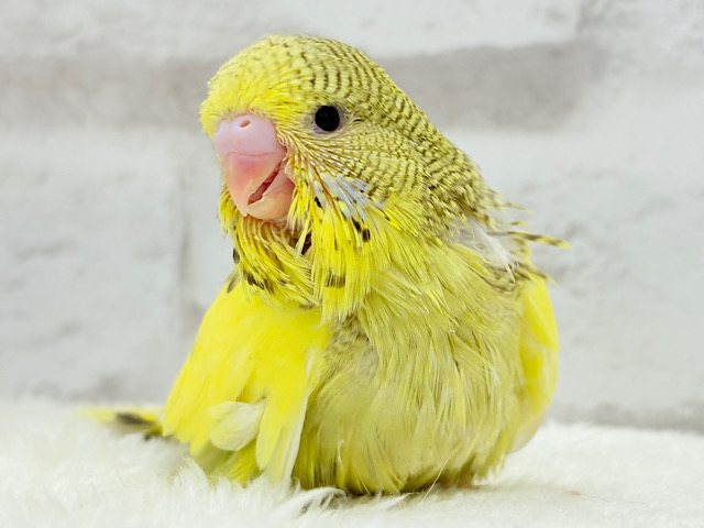 癒し効果120%🐣🌳ジャンボセキセイインコ(パイド) ヒナ