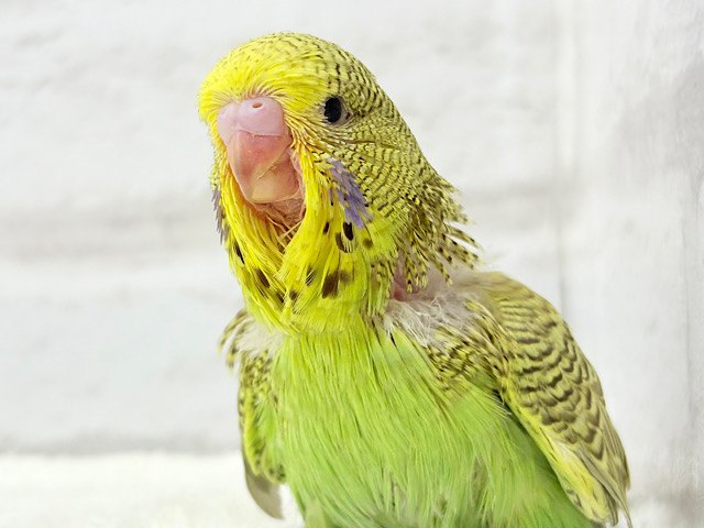 魅力的すぎるボディ🐥💗ジャンボセキセイインコ(ノーマル) ヒナ