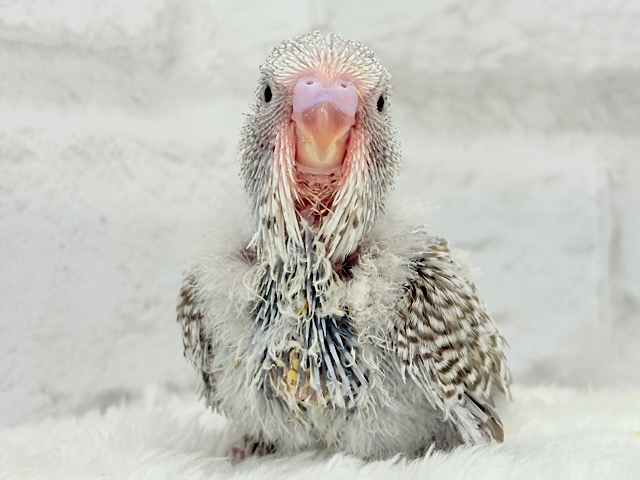 ふんわり優しい色合い🫧ジャンボセキセイインコ(ノーマル) ヒナ