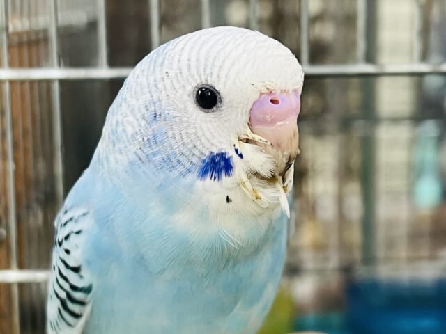 甘えるのがお上手♡セキセイインコ（ブルーオパーリン）