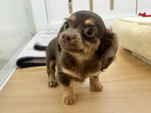 ほふく前進からの手を使って大アピール!?チワックスちゃん! チワックス