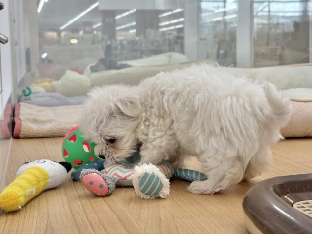 チワマル（マルチワ）