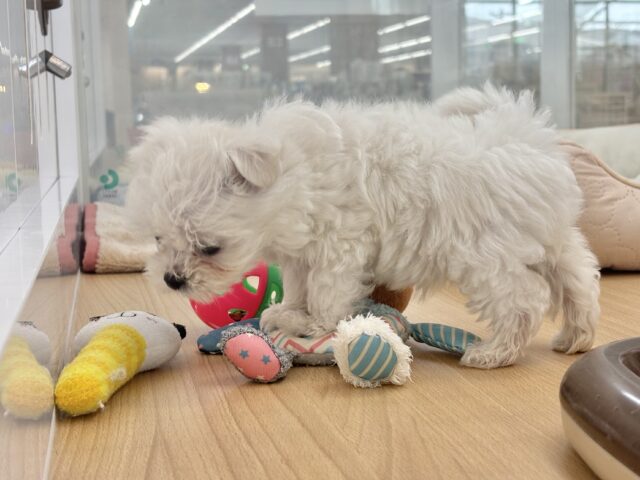 チワマル（マルチワ）