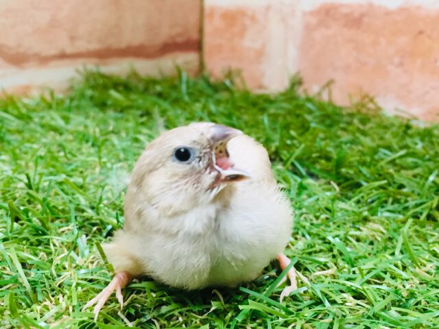 フォーンカラーのキンカチョウさんがやってきましたよ~🎵💛 錦花鳥(キンカチョウ)