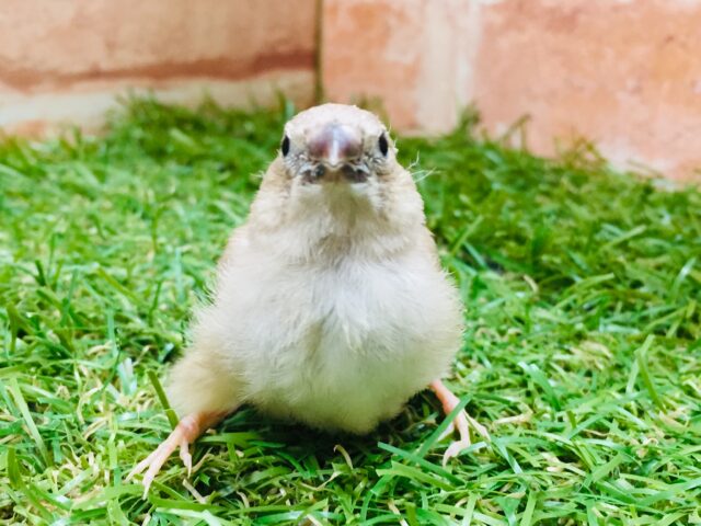 フォーンカラーのキンカチョウさんがやってきましたよ~🎵💛 錦花鳥(キンカチョウ)