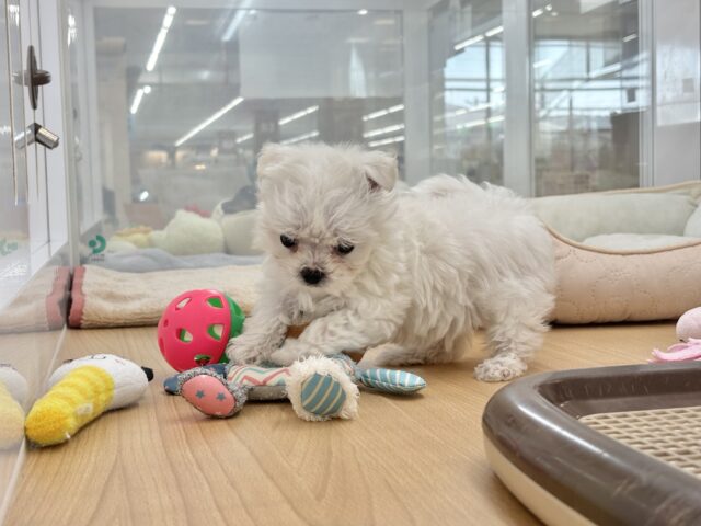 チワマル（マルチワ）