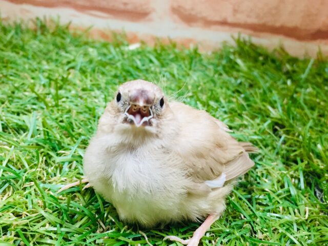 フォーンカラーのキンカチョウさんがやってきましたよ~🎵💛 錦花鳥(キンカチョウ)