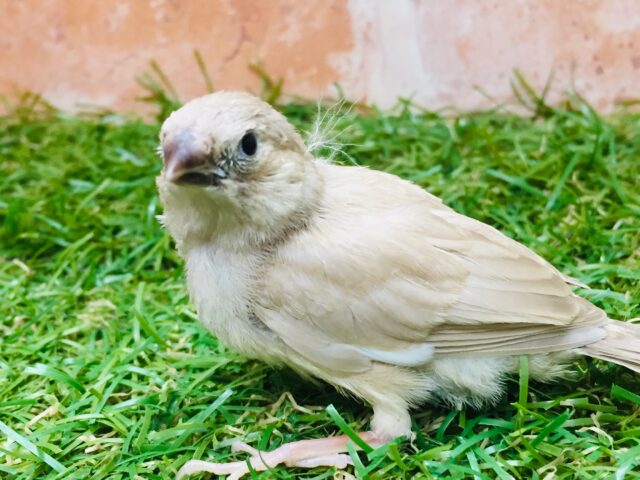 フォーンカラーのキンカチョウさんがやってきましたよ~🎵💛 錦花鳥(キンカチョウ)
