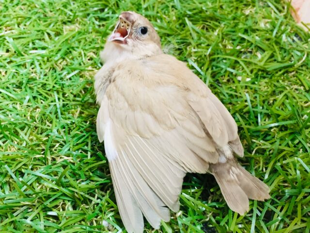 フォーンカラーのキンカチョウさんがやってきましたよ~🎵💛 錦花鳥(キンカチョウ)