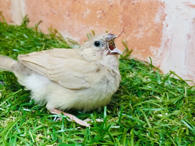 フォーンカラーのキンカチョウさんがやってきましたよ~🎵💛 錦花鳥(キンカチョウ)