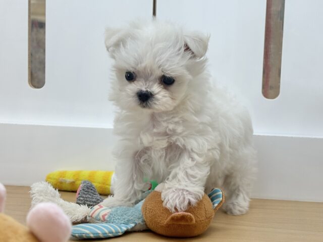 チワマル（マルチワ）