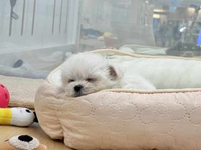 チワマル（マルチワ）