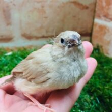 フォーンカラーのキンカチョウさんがやってきましたよ～🎵💛