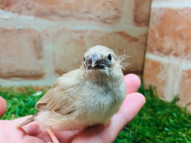フォーンカラーのキンカチョウさんがやってきましたよ~🎵💛 錦花鳥(キンカチョウ)