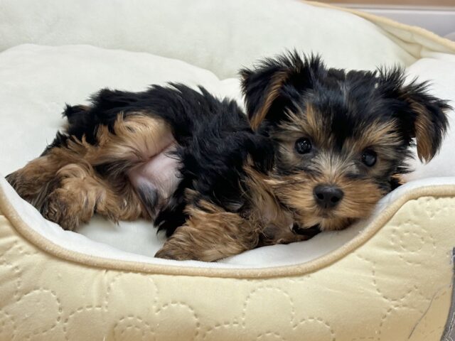 ヨークシャテリア