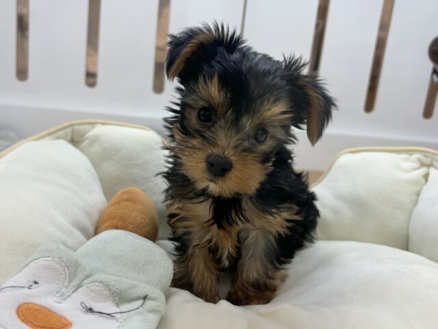 ヨークシャテリア