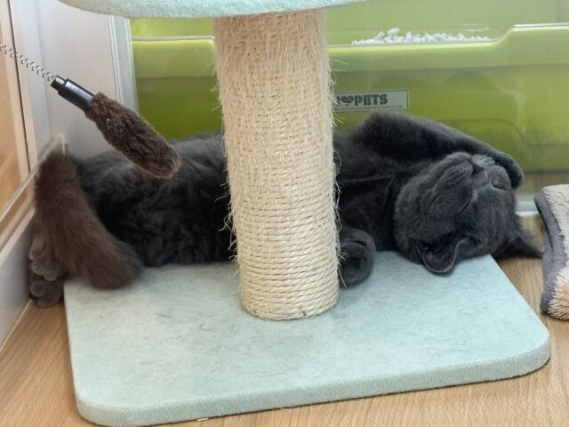 ブリティッシュショートヘア