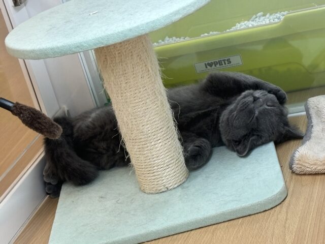 ブリティッシュショートヘア